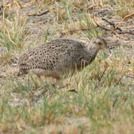 Nothoprocta cinerascens (Burmeister 1860) resmi