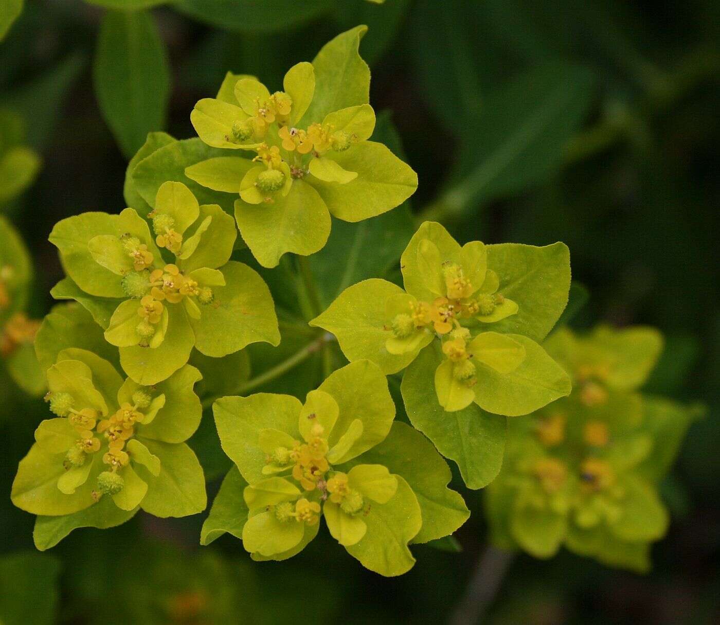 Plancia ëd Euphorbia verrucosa L.