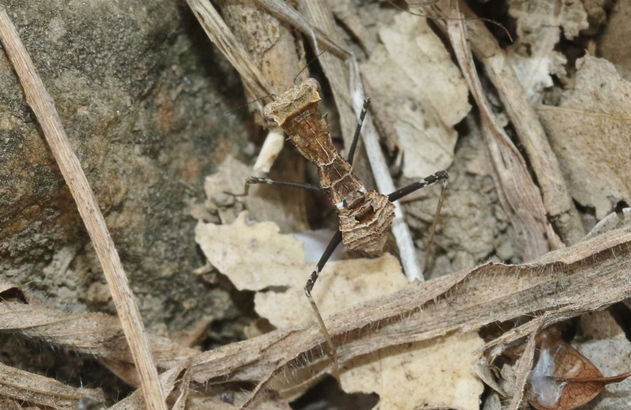 Image of Paraoxypilus armatus Giglio-Tos 1913