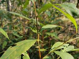 Image of Dodonaea triquetra Wendl.