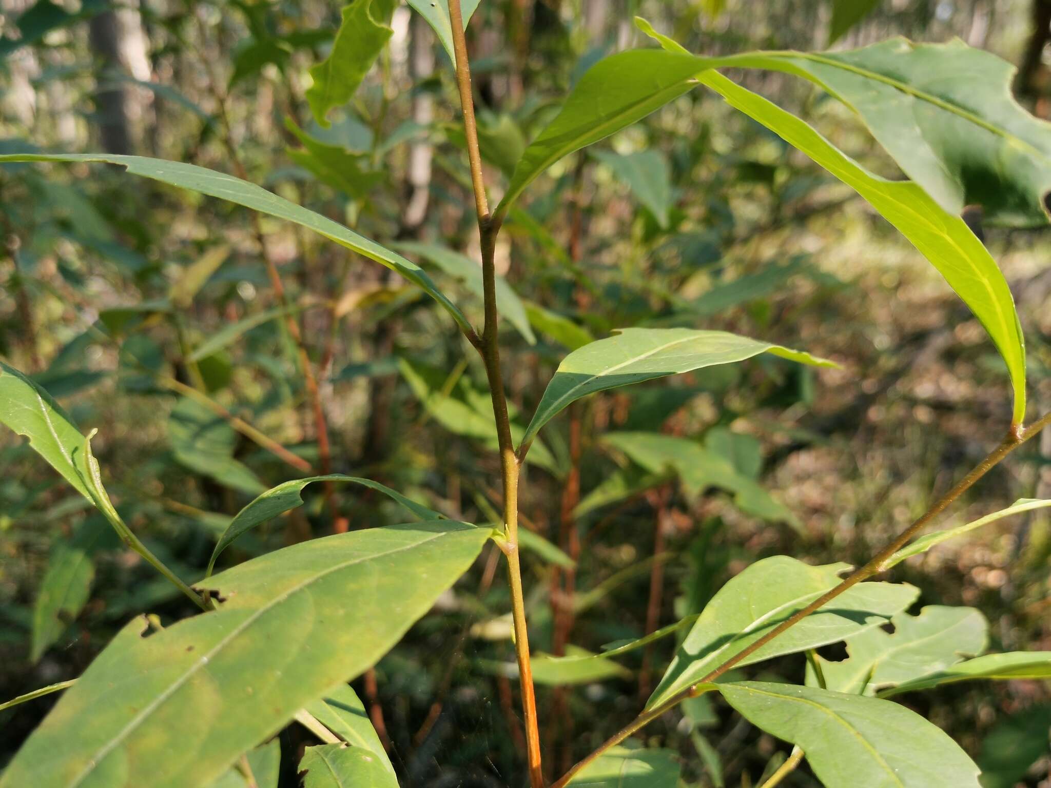 Image of Dodonaea triquetra Wendl.