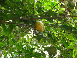 Annona rugulosa (Schltdl.) H. Rainer resmi