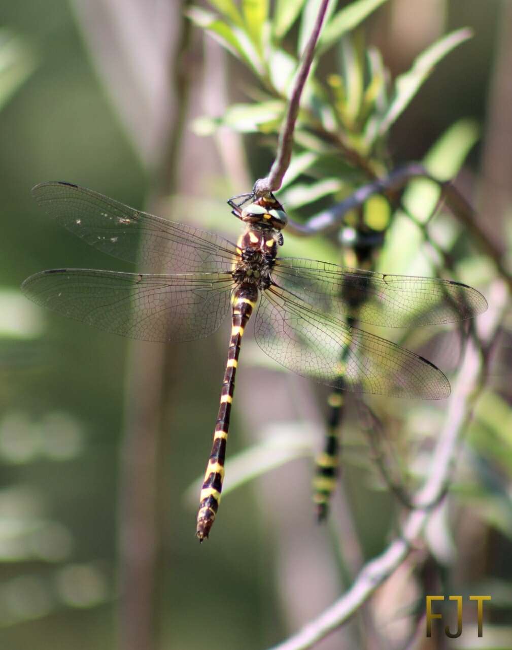 Imagem de Cordulegaster diadema Selys 1868