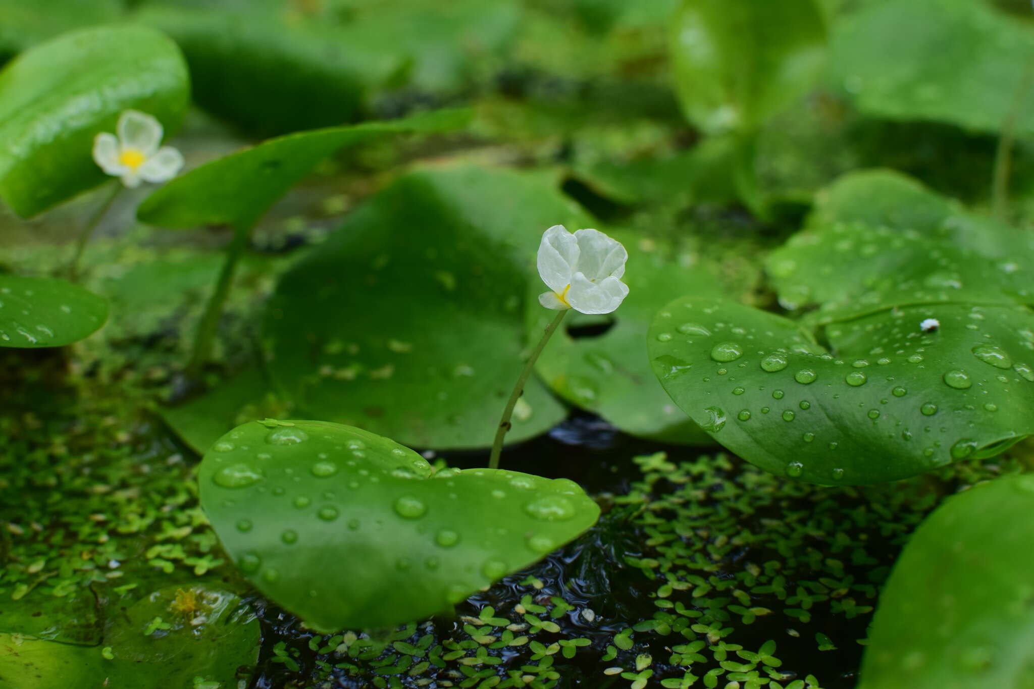 Image of Hydrocharis dubia (Blume) Backer