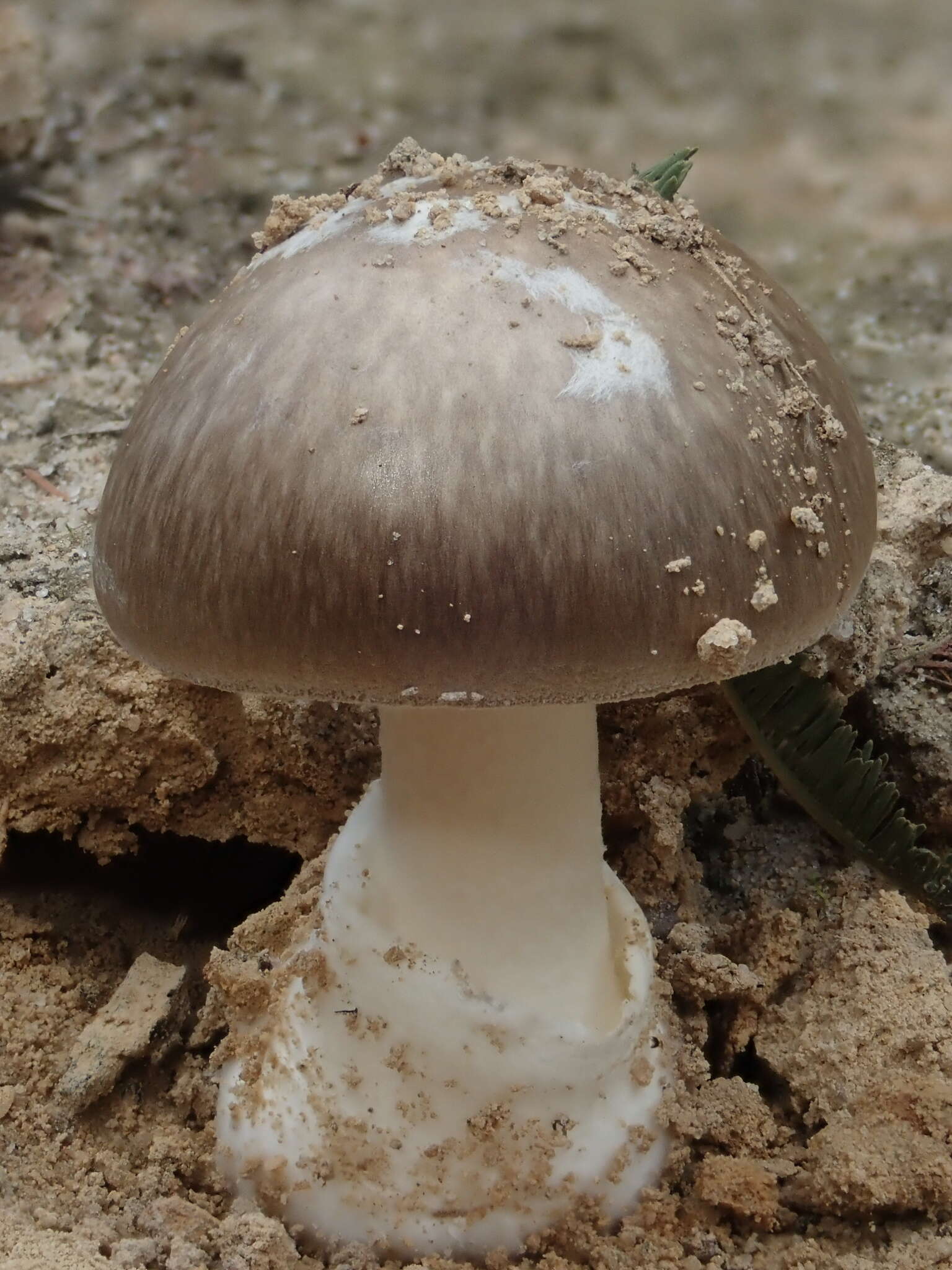 Image of Amanita marmorata Cleland & E.-J. Gilbert 1941