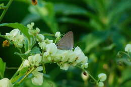 Image of Red-lined Scrub-Hairstreak