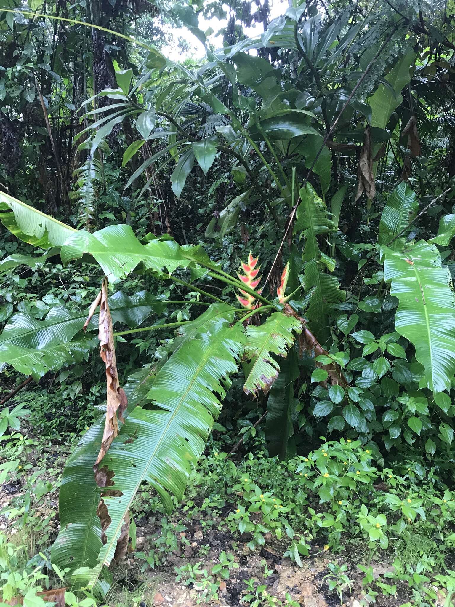 Heliconia wagneriana Petersen的圖片