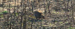 Image of Grey Francolin