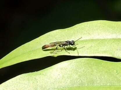 Imagem de Trypoxylon petiolatum F. Smith 1858