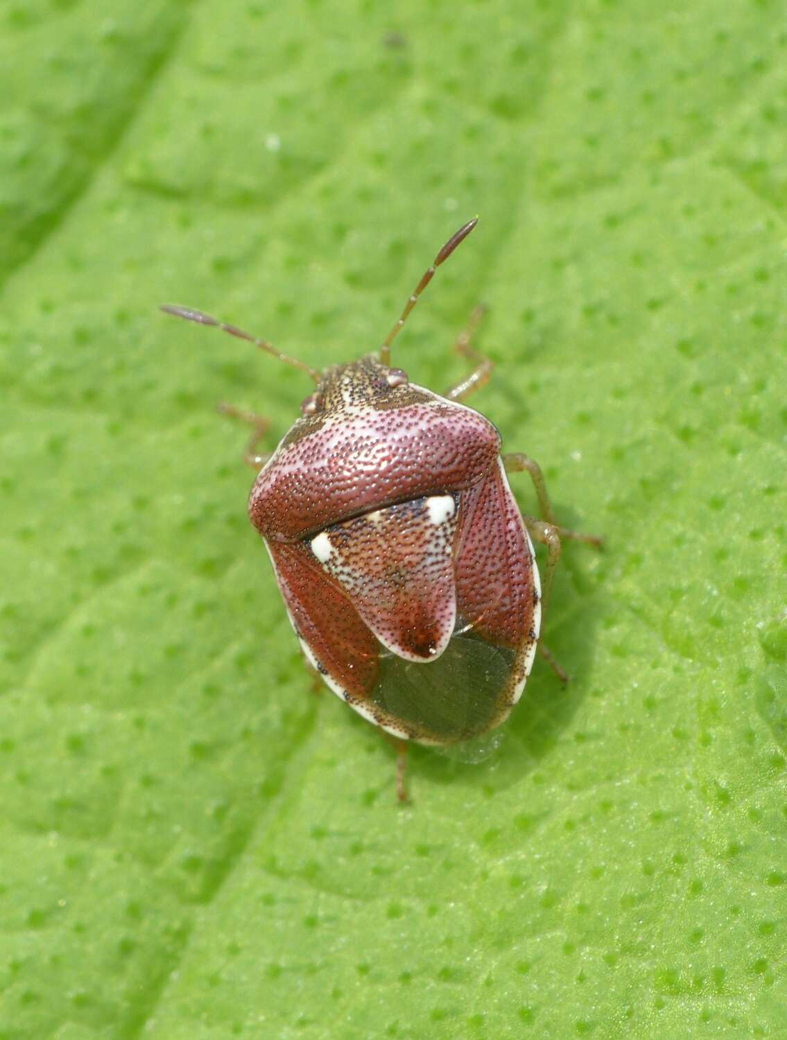 Image of Stagonomus bipunctatus pusillus (Herrich-Schaeffer 1833)