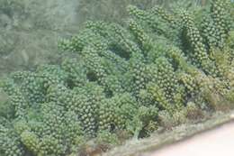 Image of Sea Grape