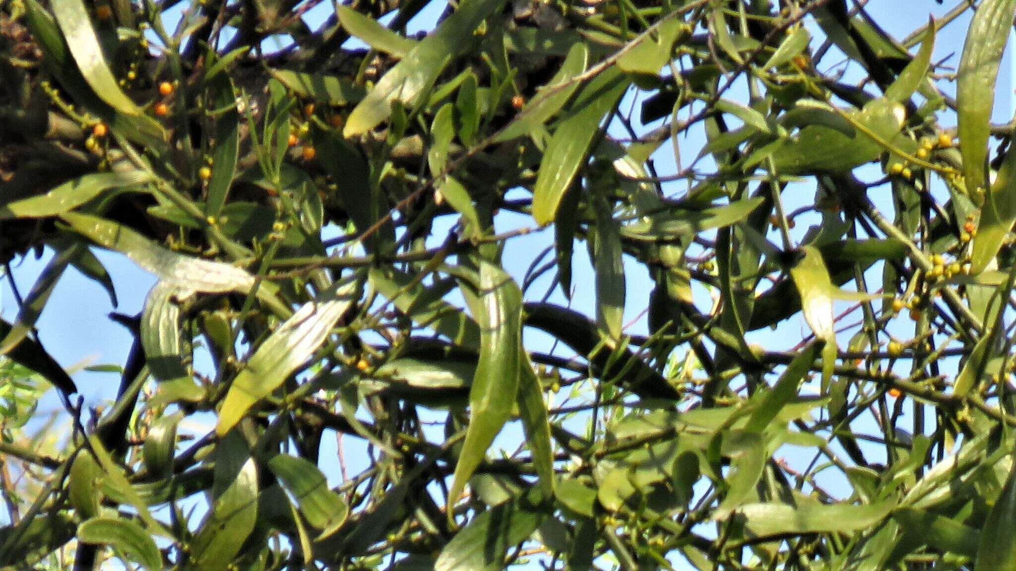 Image of Phoradendron ensifolium (Pohl ex DC.) Eichl.