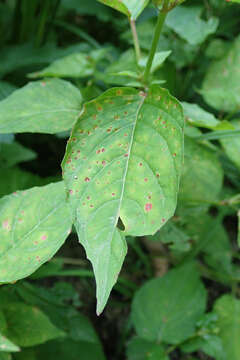 Imagem de Puccinia circaeae Pers. 1794