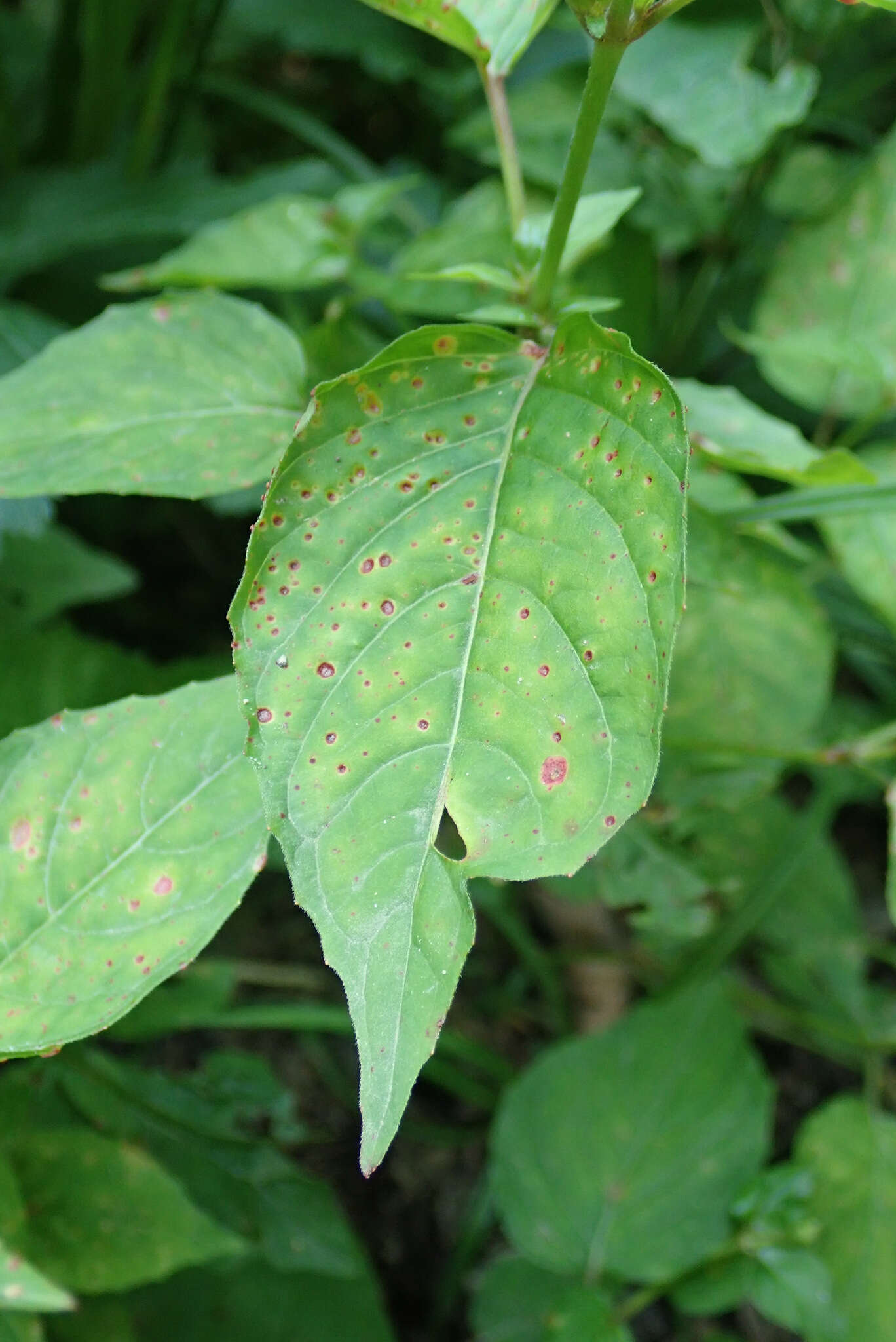 Plancia ëd Puccinia circaeae Pers. 1794