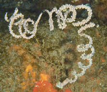 Image of Spiral Coral