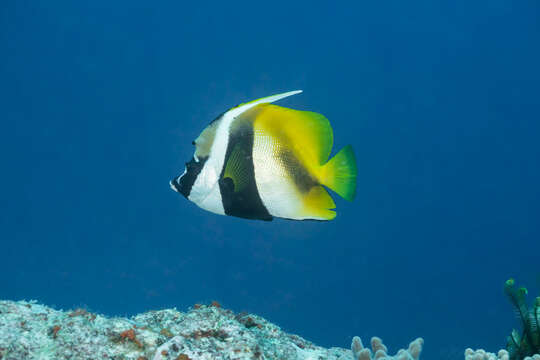 Image of Bannerfish