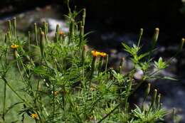 Image of Tagetes subulata Cerv.