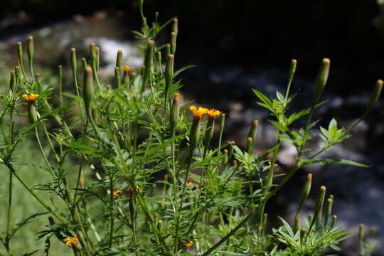 صورة Tagetes subulata Cerv.