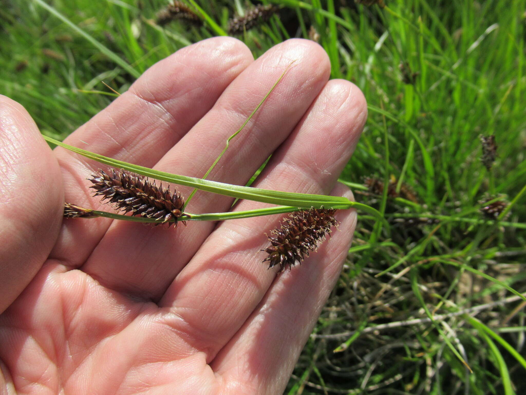 Sivun Carex pamirensis subsp. dichroa Malyschev kuva