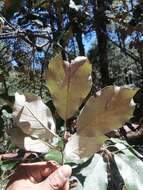 Imagem de Quercus candicans Née