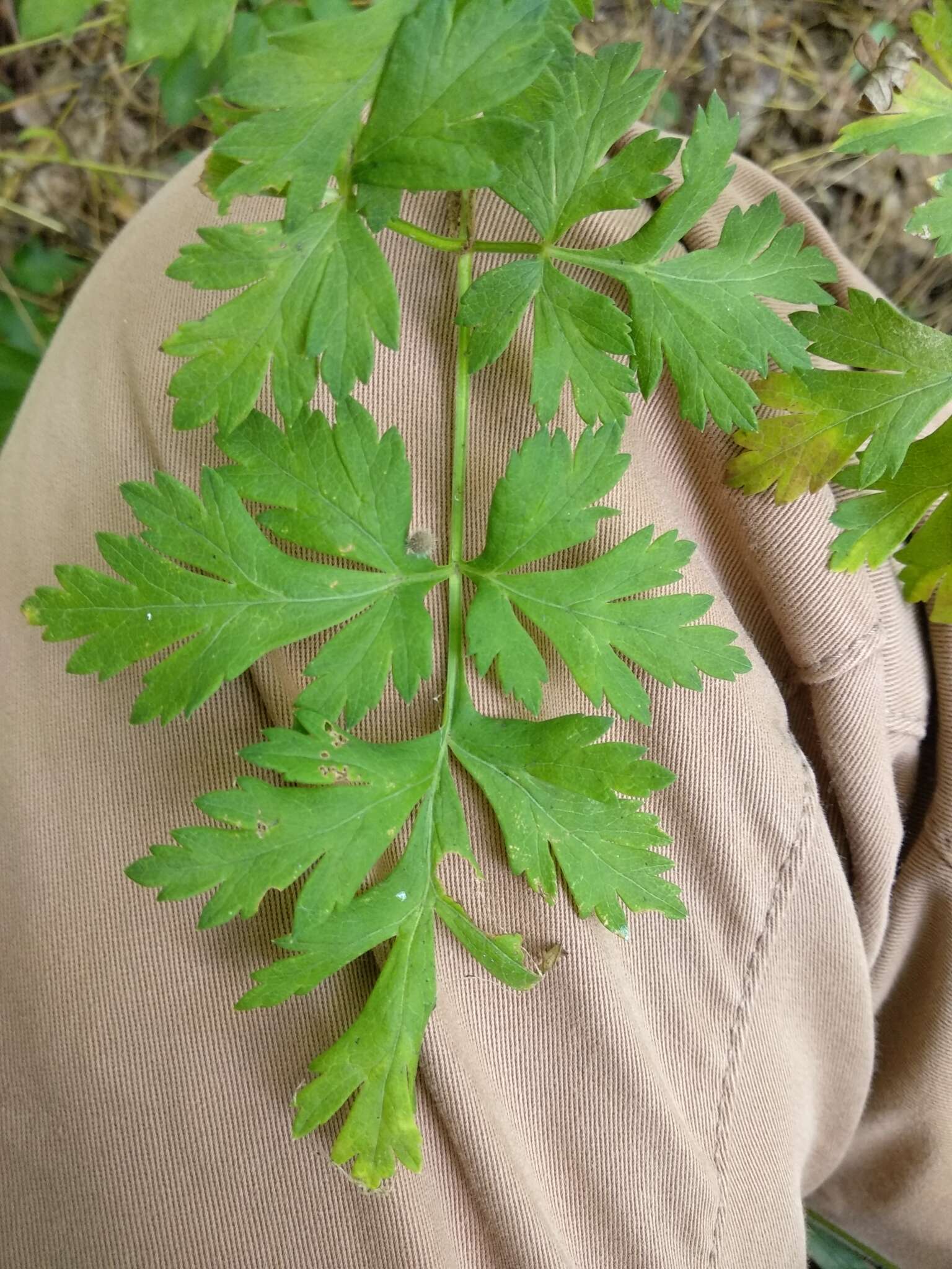 Image of Physospermum cornubiense (L.) DC.