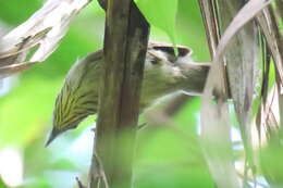 Image of Pin-striped Tit-Babbler