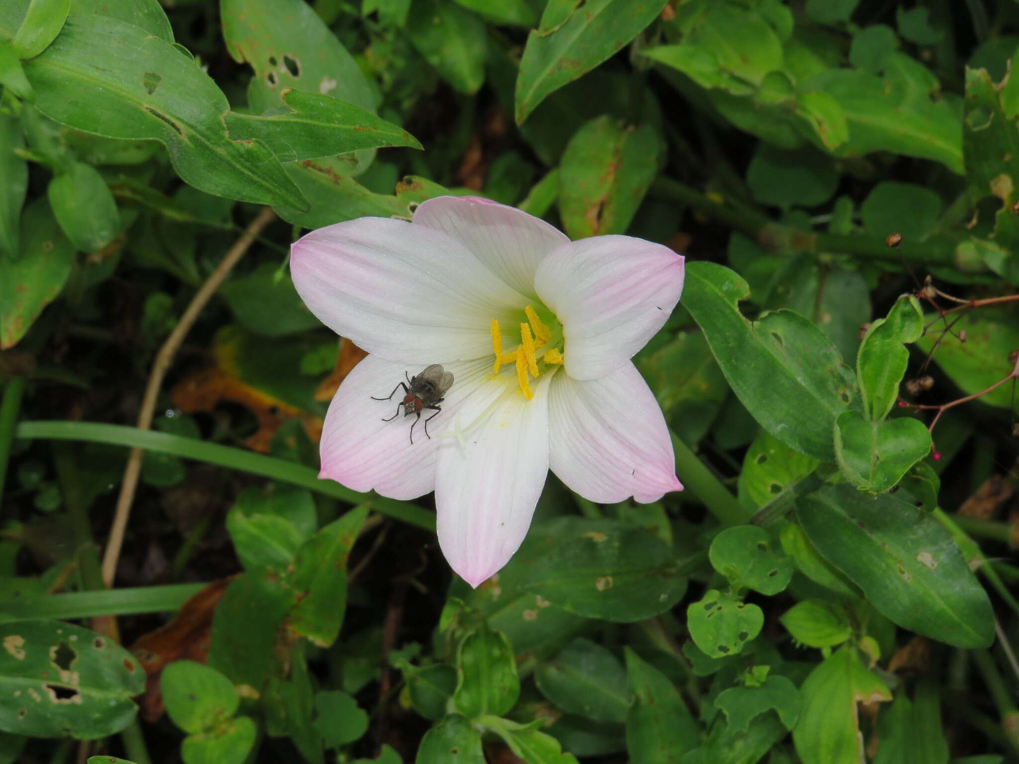 Image of Brazilian copperlily