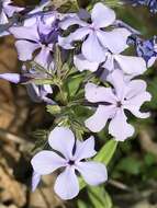 Image of Lapham's phlox