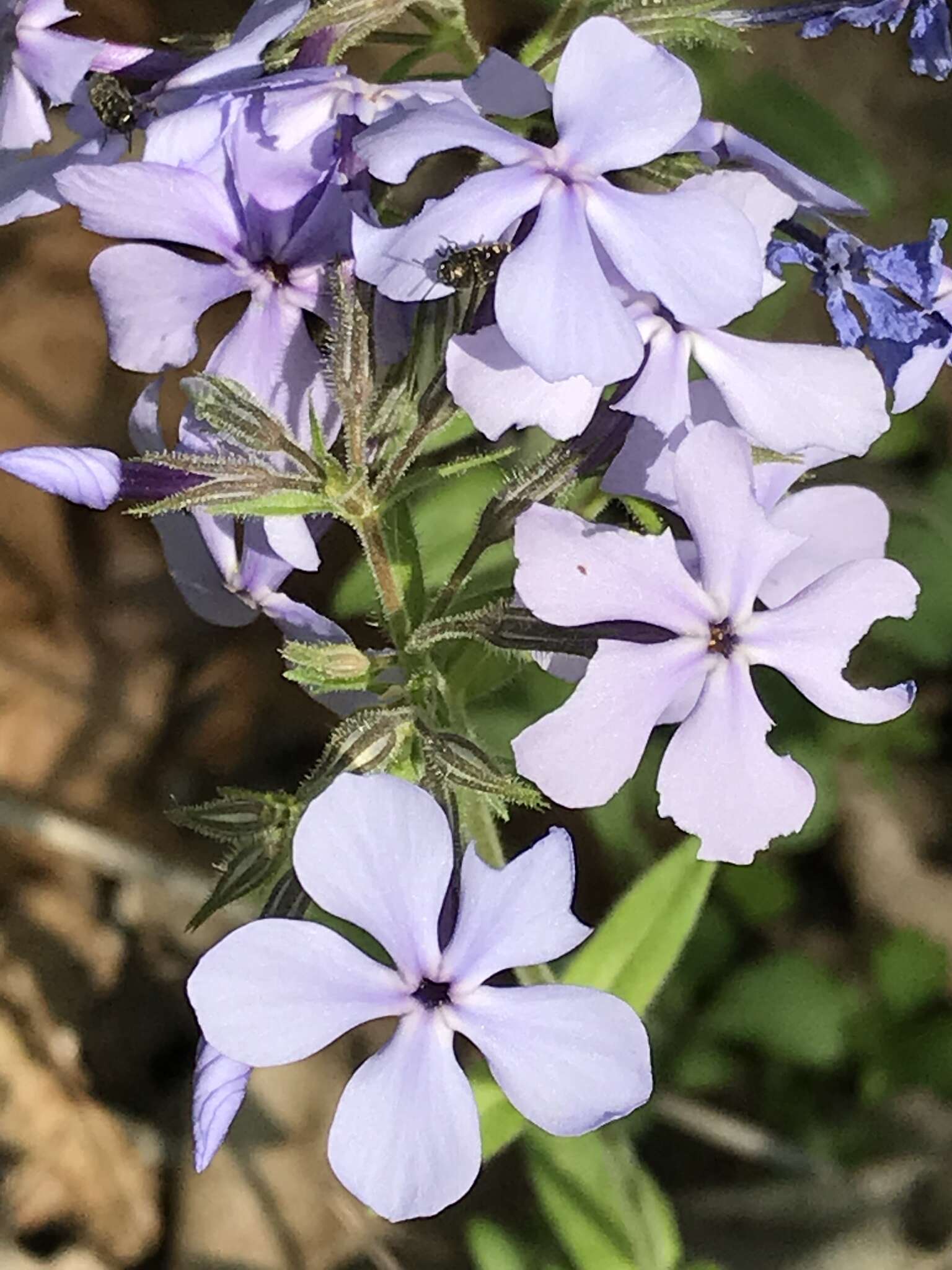 Image of Lapham's phlox