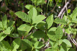 Image of alpine honeysuckle