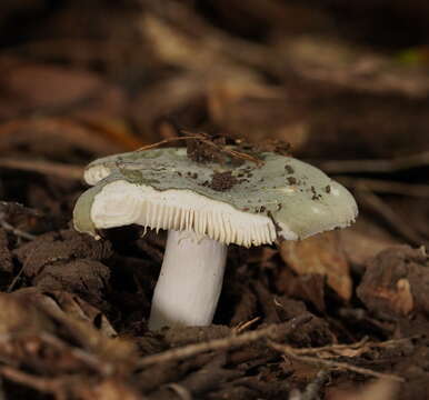 Image of Russula iterika Grgur. 1997