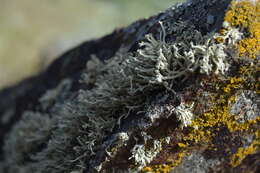 Image of Ramalina capitata (Ach.) Nyl.