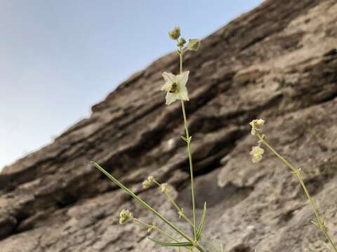 Mirabilis linearis (Pursh) Heimerl resmi