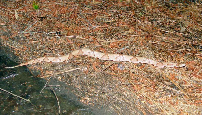 Image of Copperhead