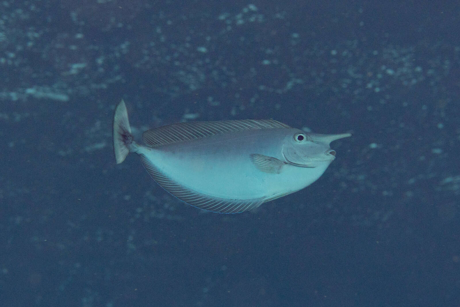 Image of Brown Unicornfish