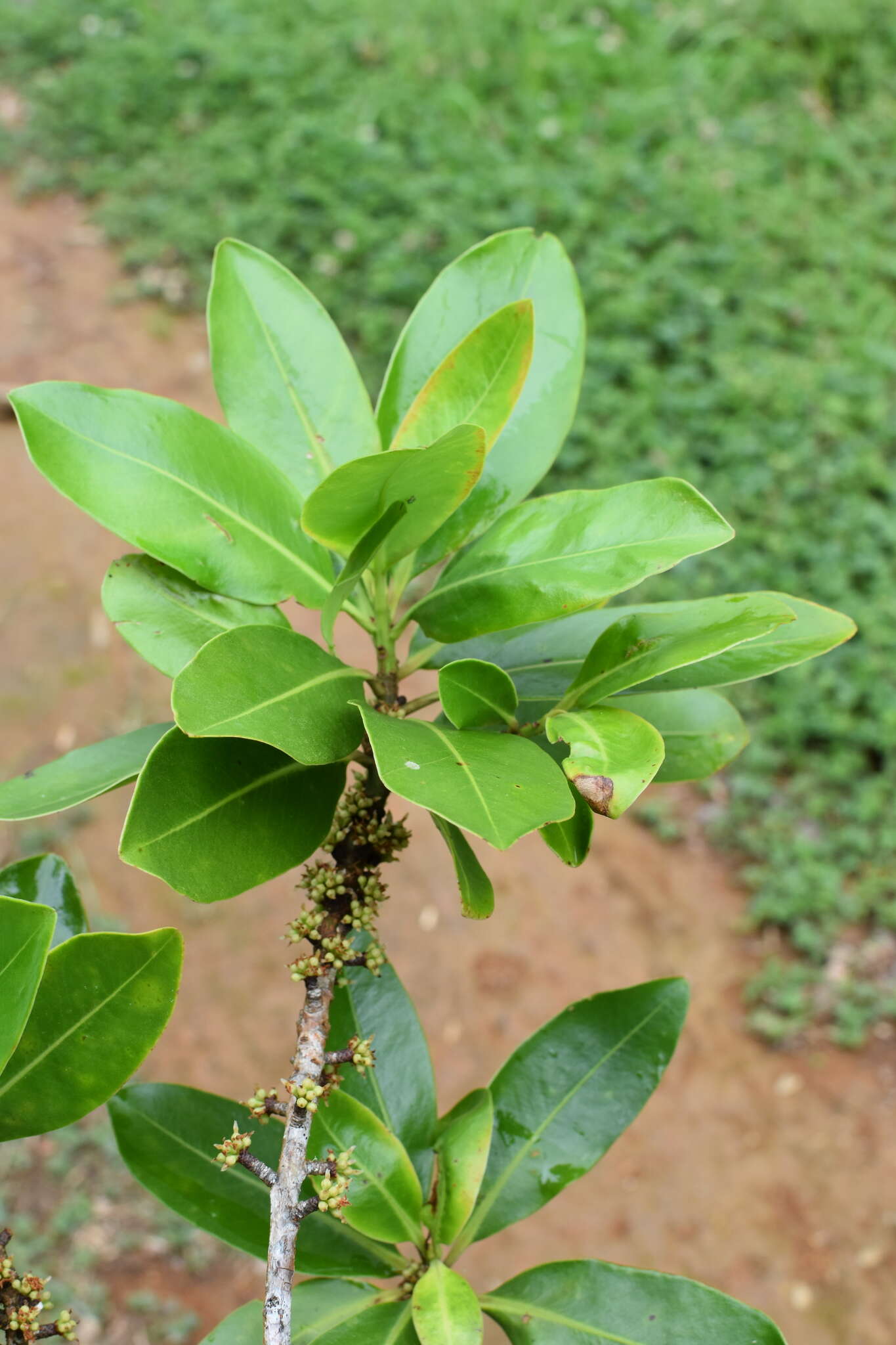 Image of Myrsine juergensenii (Mez) J. M. Ricketson & J. J. Pipoly