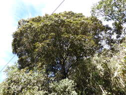 Image of Andean oak