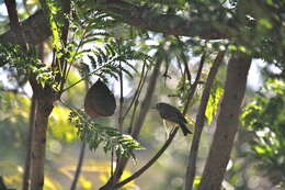 Image of Ruby-crowned Kinglet