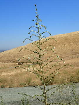 Image of big tarweed