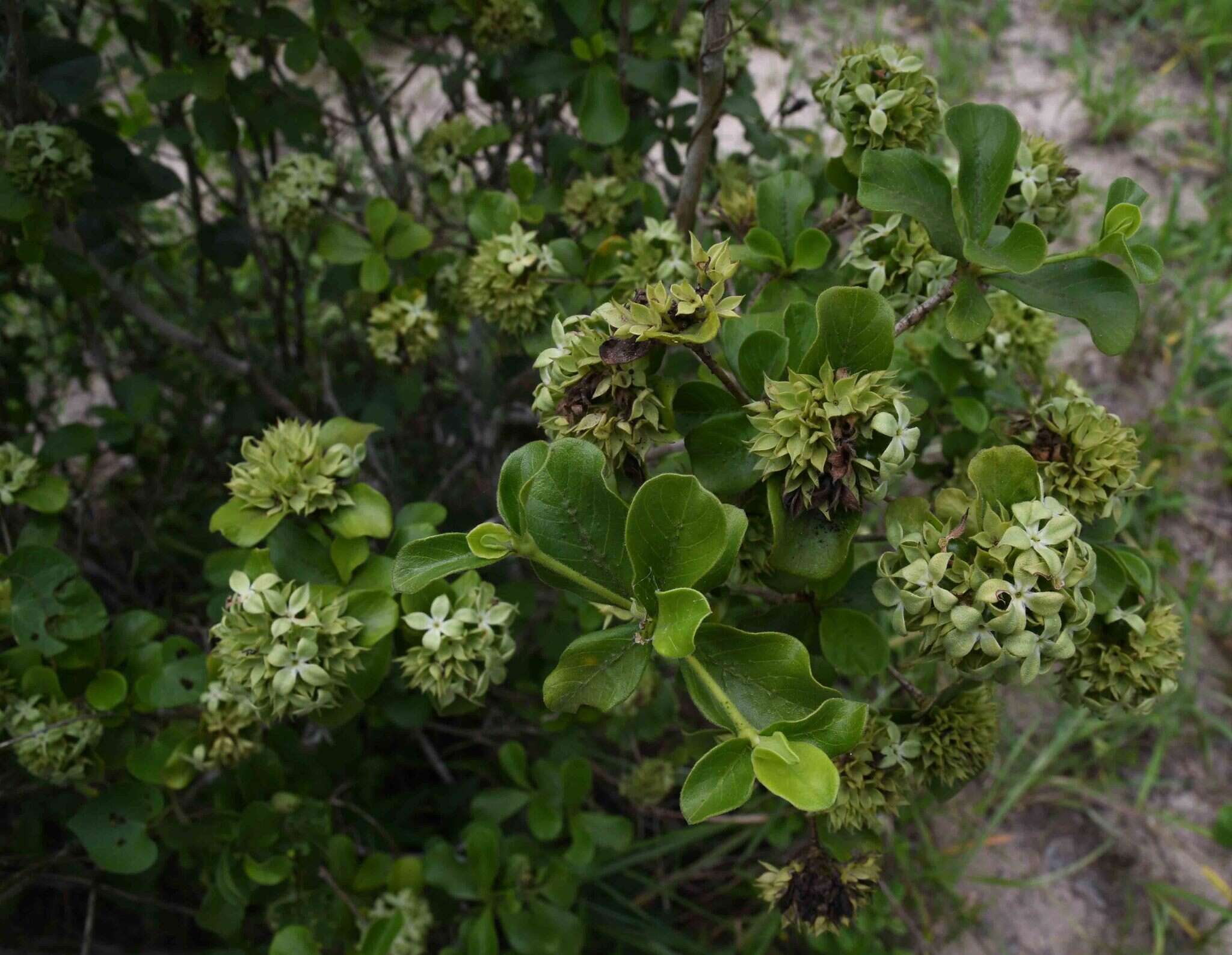 Image de Pavetta catophylla K. Schum.