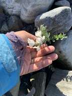 Image of Oxytropis arctica var. murrayi