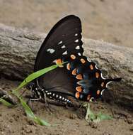 Image of Spicebush swallowtail