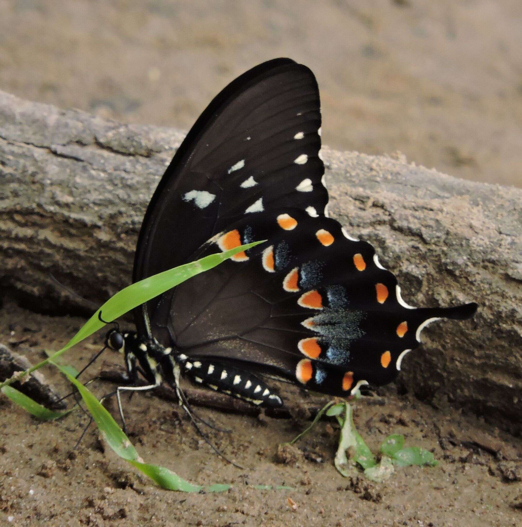 Papilio troilus Linnaeus 1758 resmi