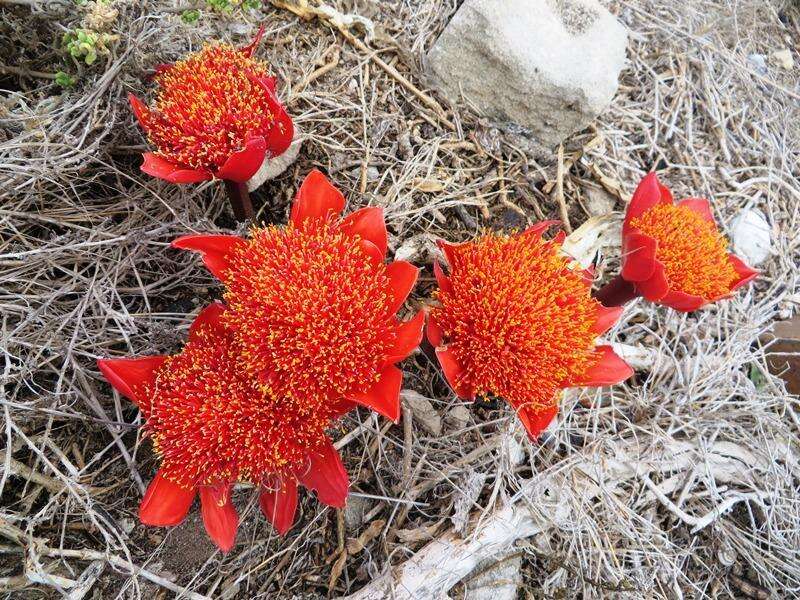 Imagem de Haemanthus coccineus L.