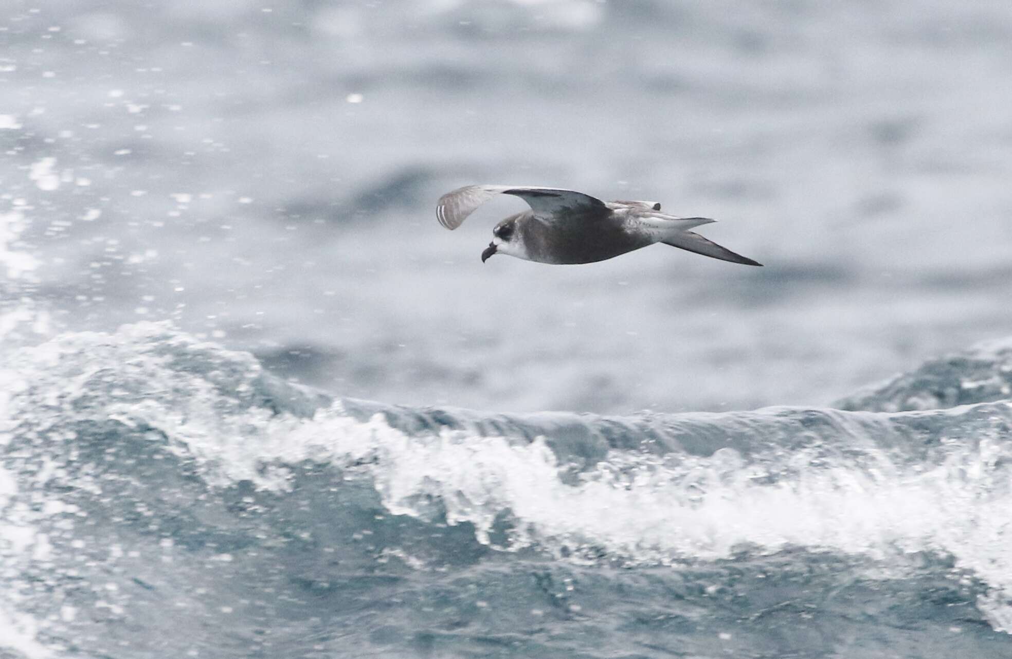 Image of Mottled Petrel