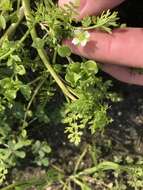 Image of Limnanthes douglasii subsp. ornduffii