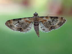 Слика од Eupithecia pulchellata Stephens 1831