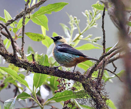 Image of Metallic-green Tanager