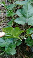 Imagem de Solanum capsicoides Allioni