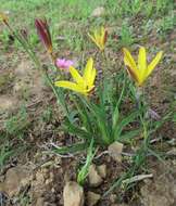 Image of Cape buttercup